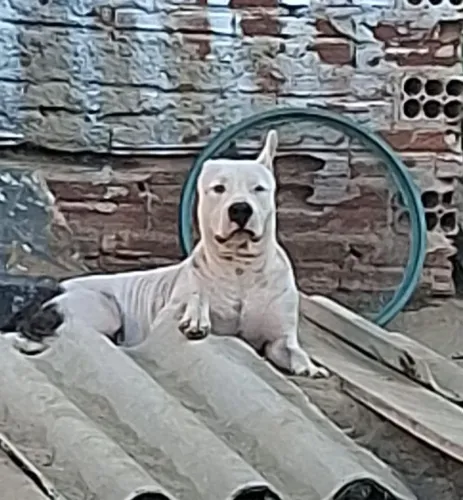 FILHOTES DE AMERICAN PIT BULL TERRIER