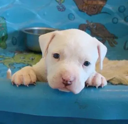 Cãozinho Pitbull/ Pit Monster super dócil e linhagem selecionada