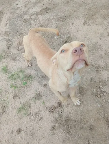 Pit Bull