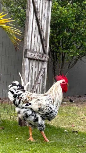 Pintinho GsB