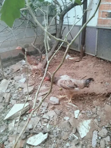 Galinha frango pato