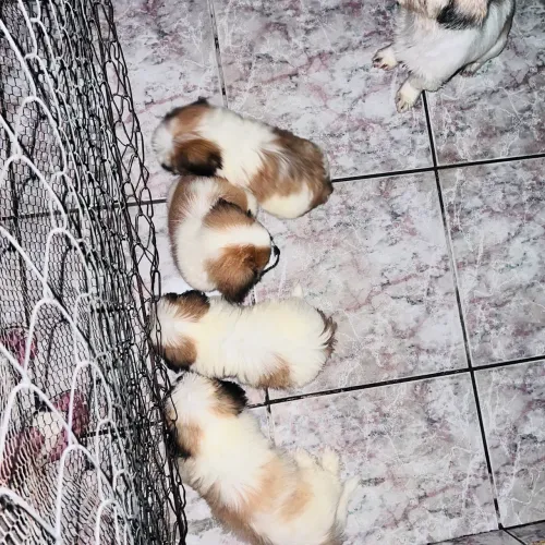 Vendo filhote de Shih-Tzu