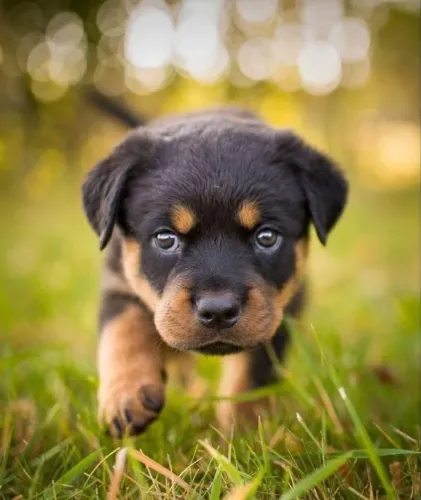 Rottweiler cabeça de touro 