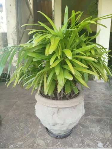 Palmeira-ráfia ornamental em vaso decorativo