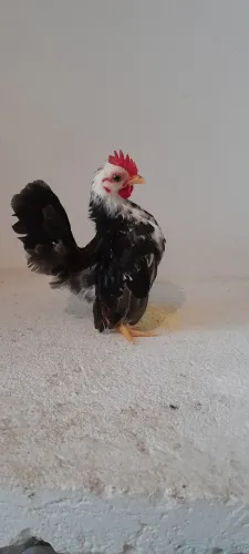 Galinhas serama 
