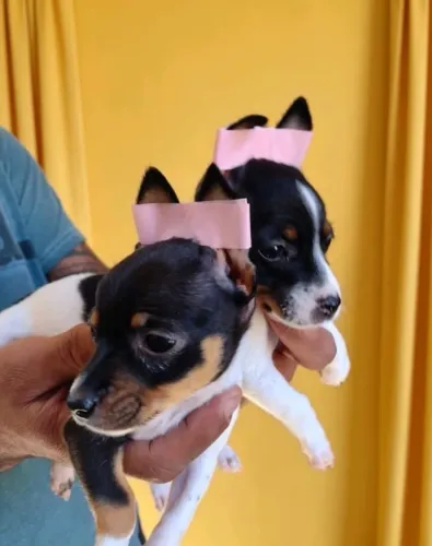 Amores de 4 patas