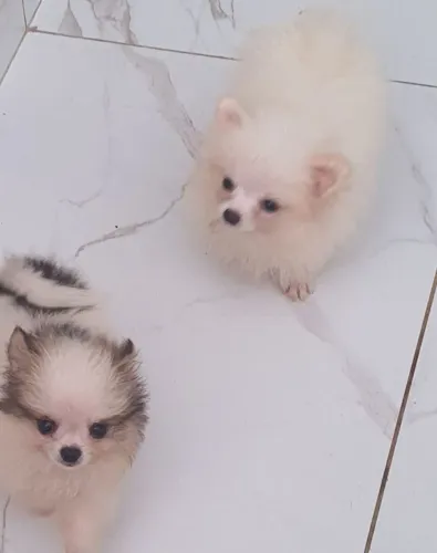 Spitz alemão 