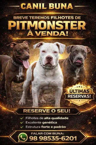 Vendo filhotes de pitmonster 