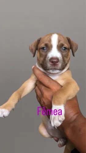 Filhotes de pitbull ?