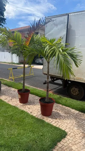 Coqueiro Veicha
