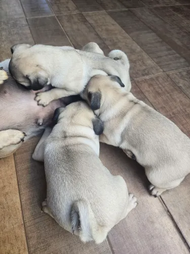 Filhotes da raça pug