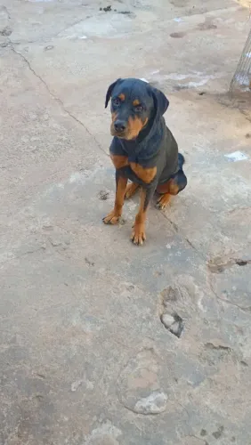 Cachorra rottweiler castrada tem 2 anos 
