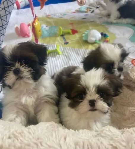 Shih tzu charmoso 
