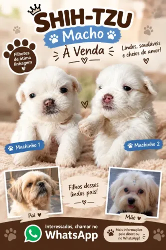 Vende-se filhote de Shitzu