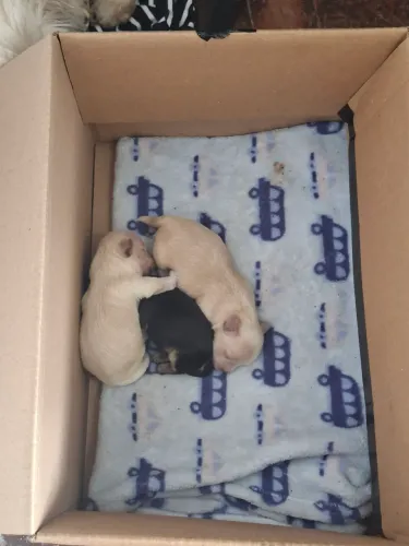 Vende se filhote ihasa mini apos 35 dias 