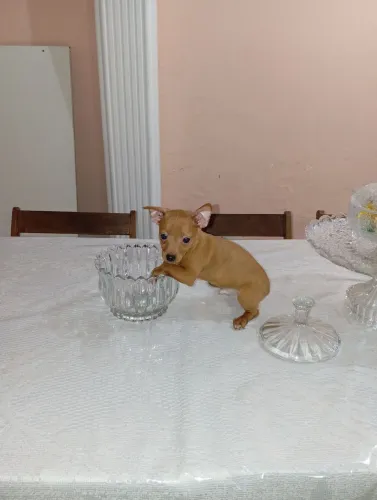 Machinho de pincher