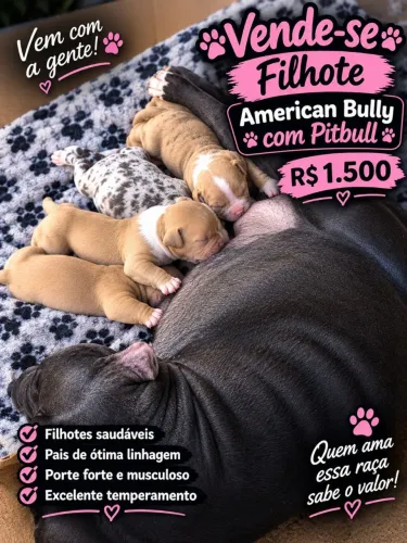 american bully FILHOTES