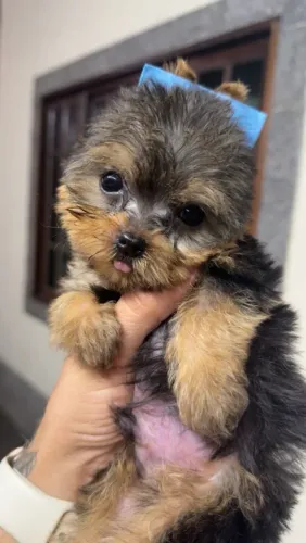 Filhote maravilhoso raça yorkshire terrier