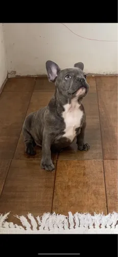 Lindo filhote de buldogue francês macho 