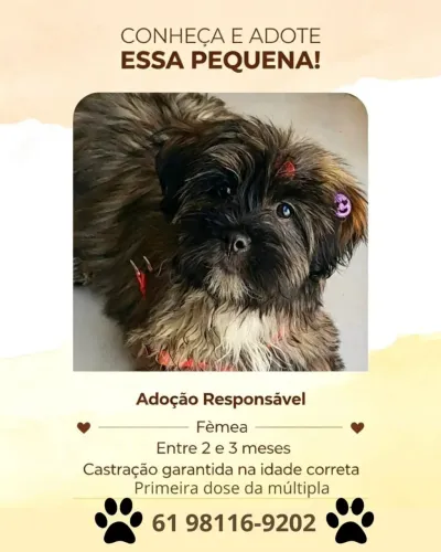 Adoção responsável 