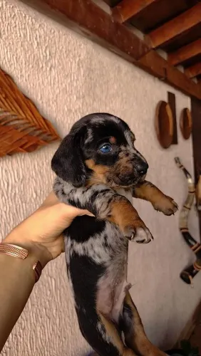 Dachshund, Salsichinha, Teckel, Basset