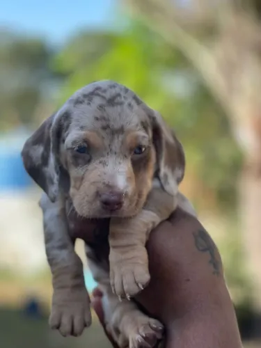 Daschund carismático