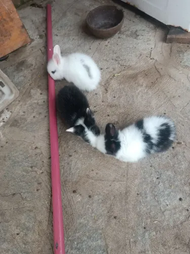 Coelhos Laion para doaçao 