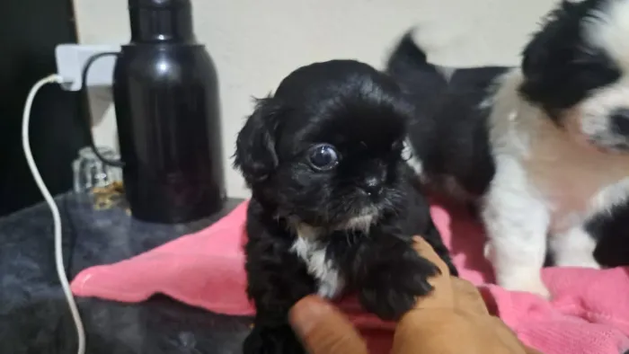Shitzu mini 