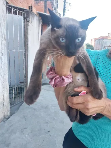 Gata Cianês