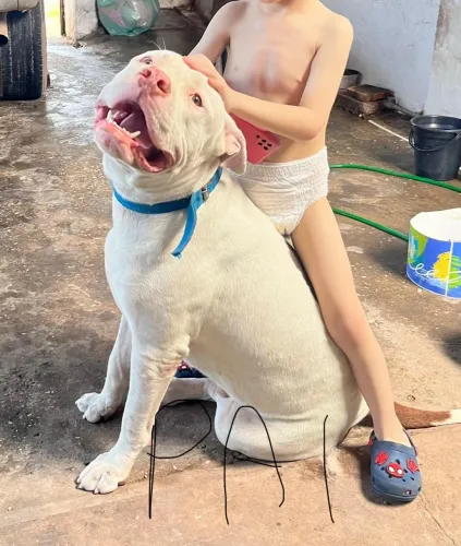 Pit bull troco por filhote de porte pequeno 