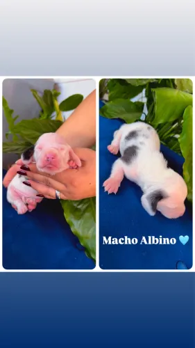 LINDOS FILHOTES BASSET ARLEQUIM DACHSHUND TECKEL.