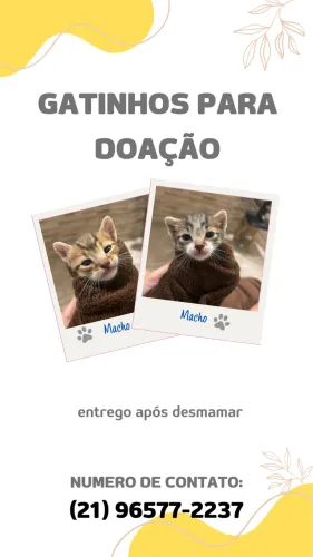 GATINHOS PARA DOÇÃO!!!