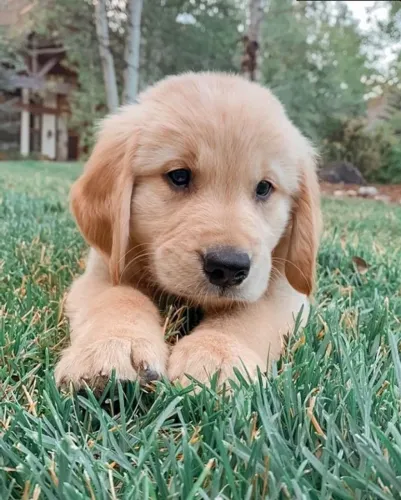 golden retriever filhotinho encantador