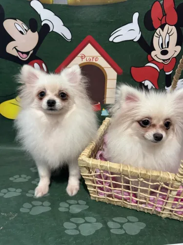 Fêmea Lulu da pomeranea 