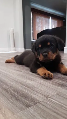 Filhote rottweiler, Nada como um filhote para transformar sua casa em um lar!