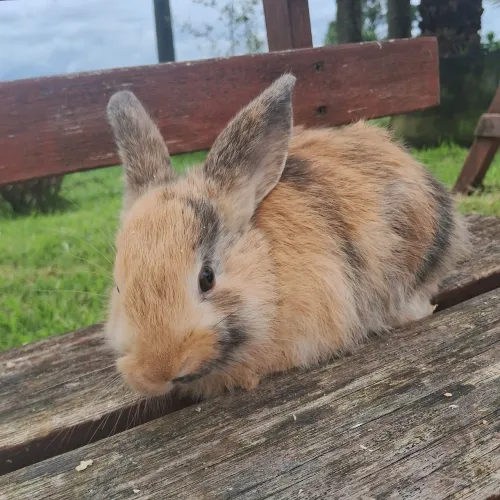 Coelho Macho Fofinho Pets