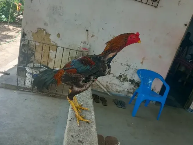 Vendo Galos e galinhas e frango de raça 