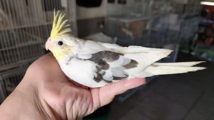 Pintinho ?