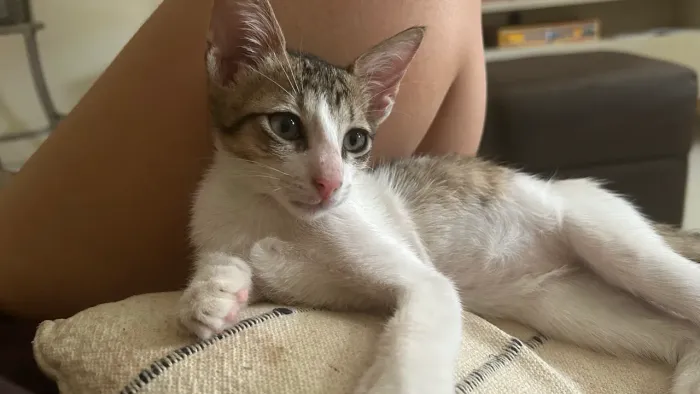 DOAÇÃO GATINHOS MACHOS