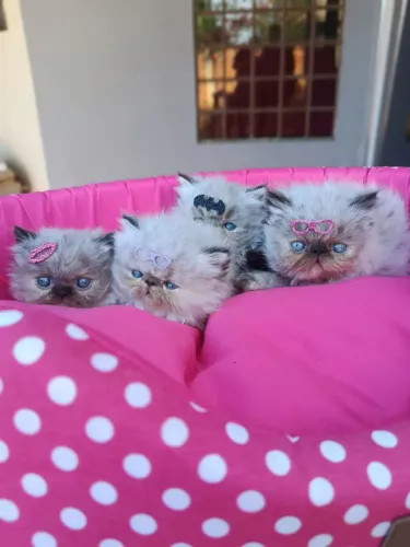 Gato Persa Himalaia 