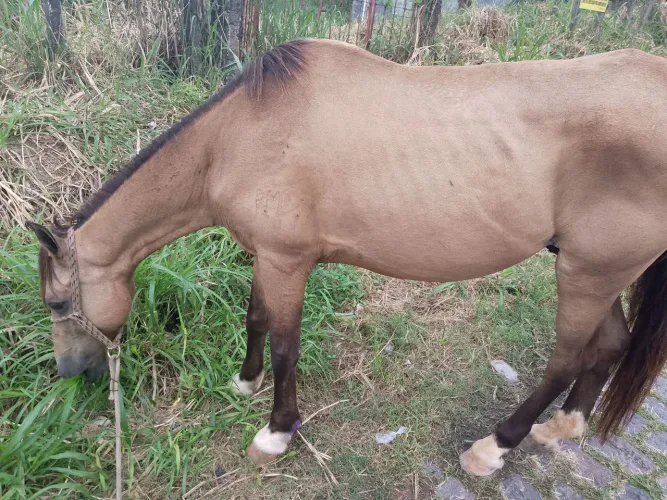 Cavalo de picado, capado