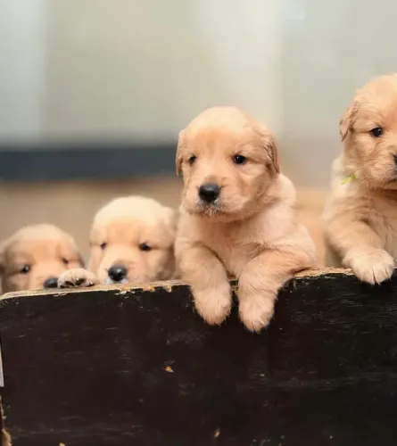 Filhotes de Golden Retriever para Doação Responsável