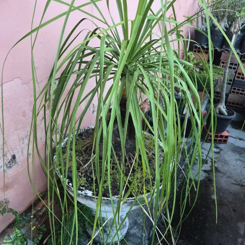 Vendo linda planta pata de vaca 250,00