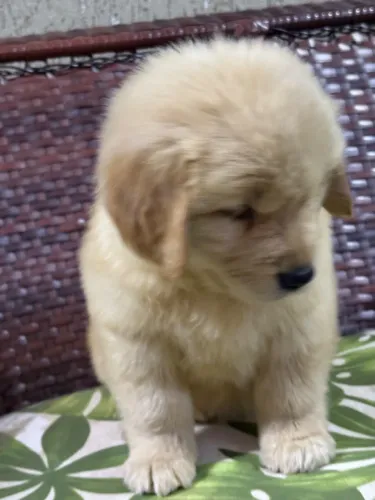 Golden retriever pelagem longa