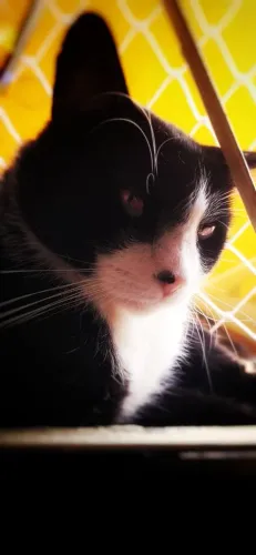 Gato macho para adoção