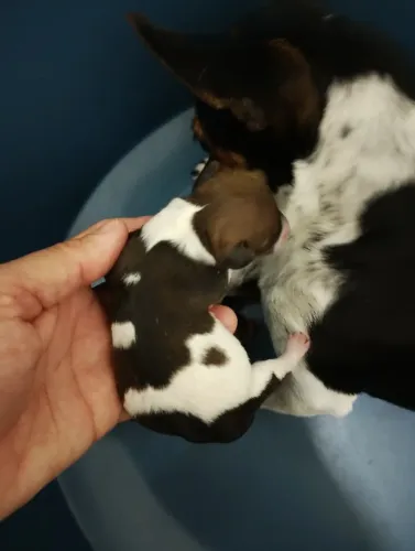 Filhote de pinscher n 0