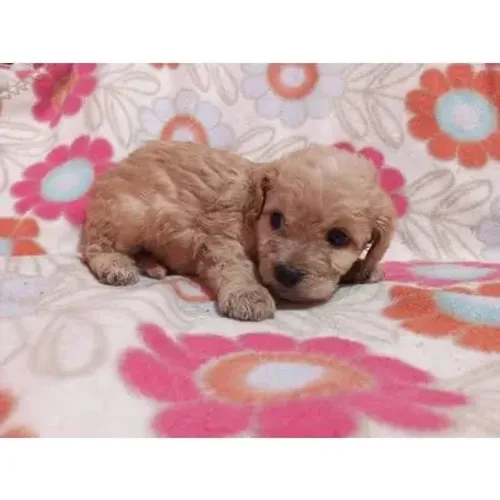 Poodle toy menores de todos da raça 