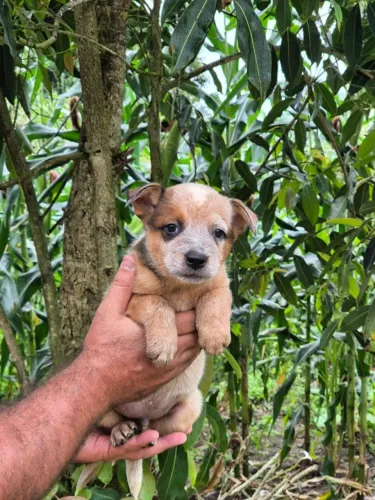 FILHOTES DE BOIADEIRO AUSTRALIANO - BLUE HEELER E RED HEELER