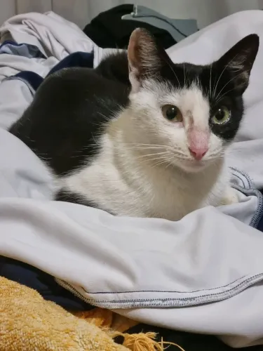 Adoção gato fêmea 
