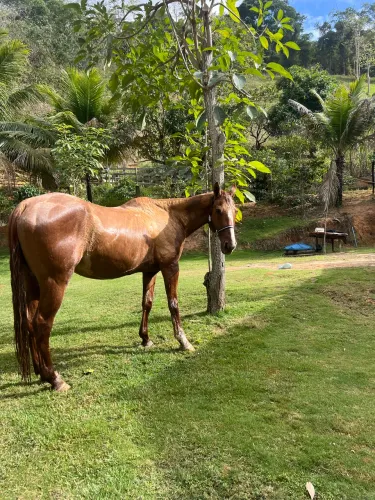Égua Quarto de Milha